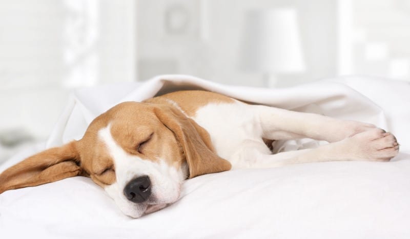 ¿Cómo duerme tu perro? Esto dice cada postura sobre él
