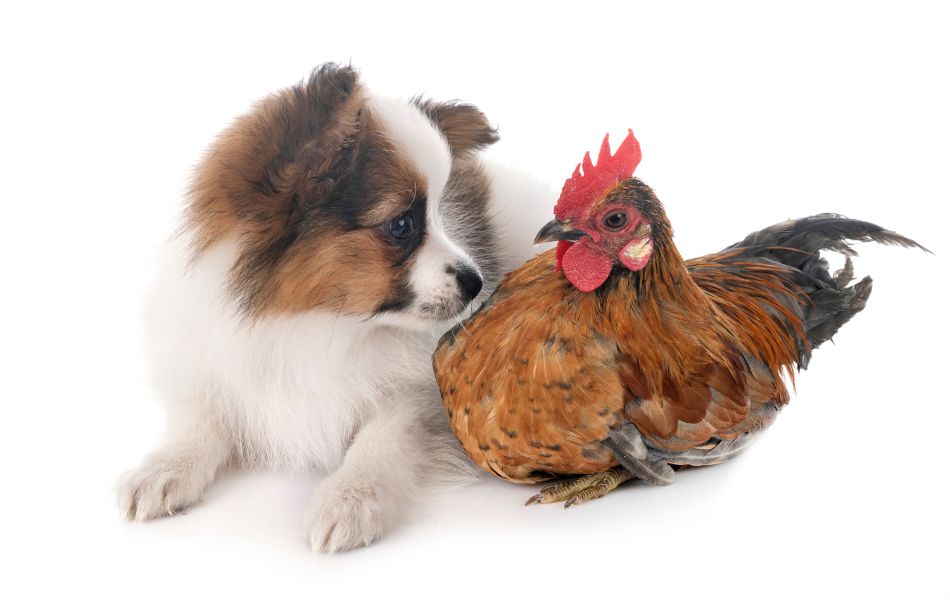 ¿Pueden los perros comer huesos de pollo?