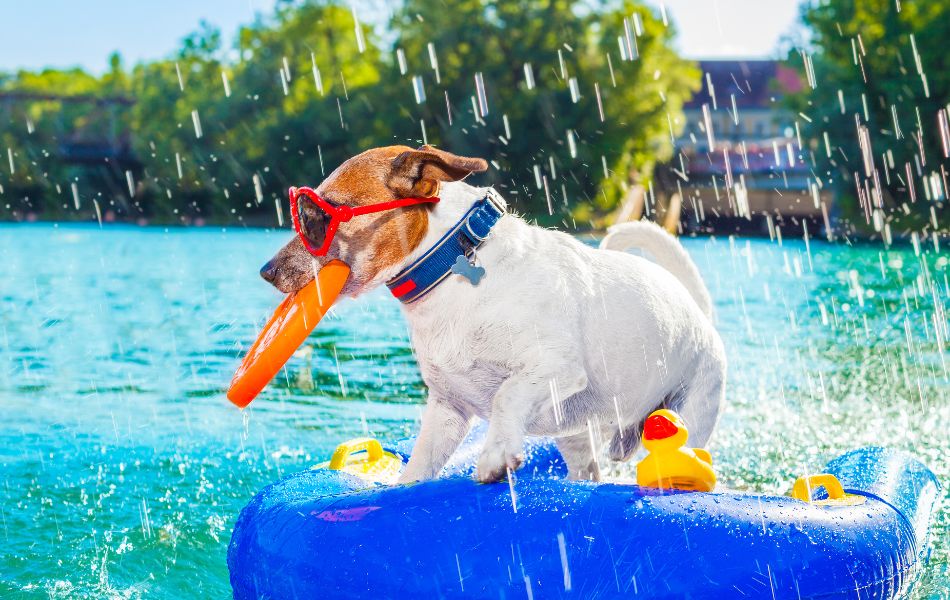 Los Mejores Juguetes para Perros este Verano