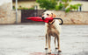 Prepara a tu mascota para la temporada de lluvias en México