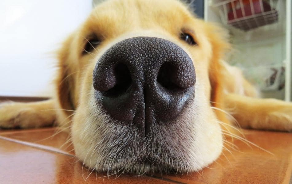 ¿Por qué está seca la nariz de mi perro?