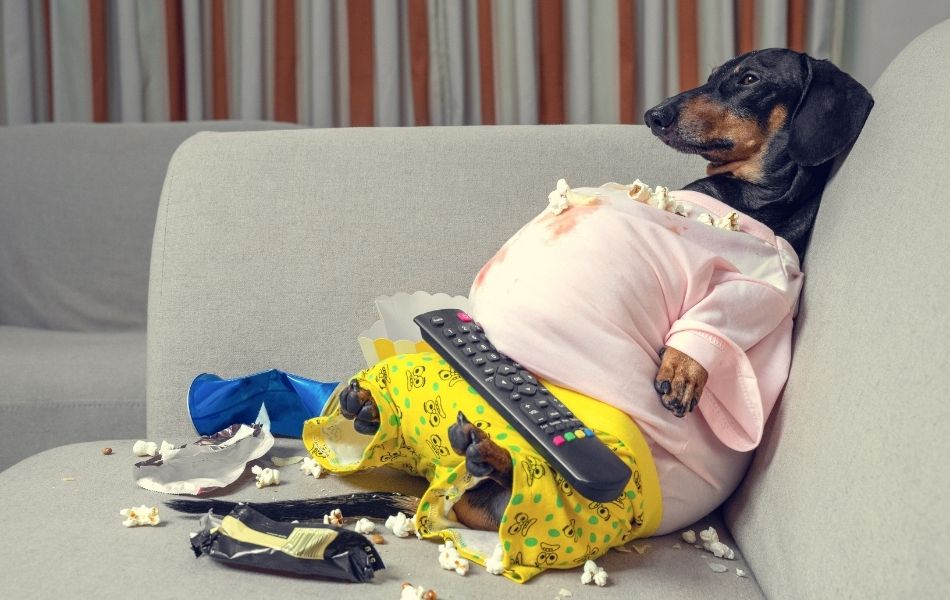 Las Mejores Dietas para Perros con Sobrepeso: Todo lo que Necesitas Saber