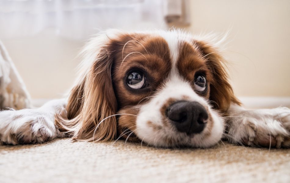 ¿Cómo saber si mi perro está triste?