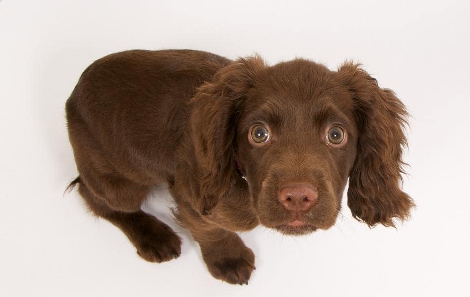 Más del 70% de los perros sufren ansiedad