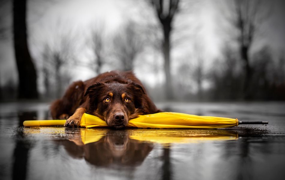 Cómo mantener a tu perro seguro durante la temporada de huracanes