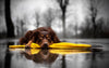 Cómo mantener a tu perro seguro durante la temporada de huracanes