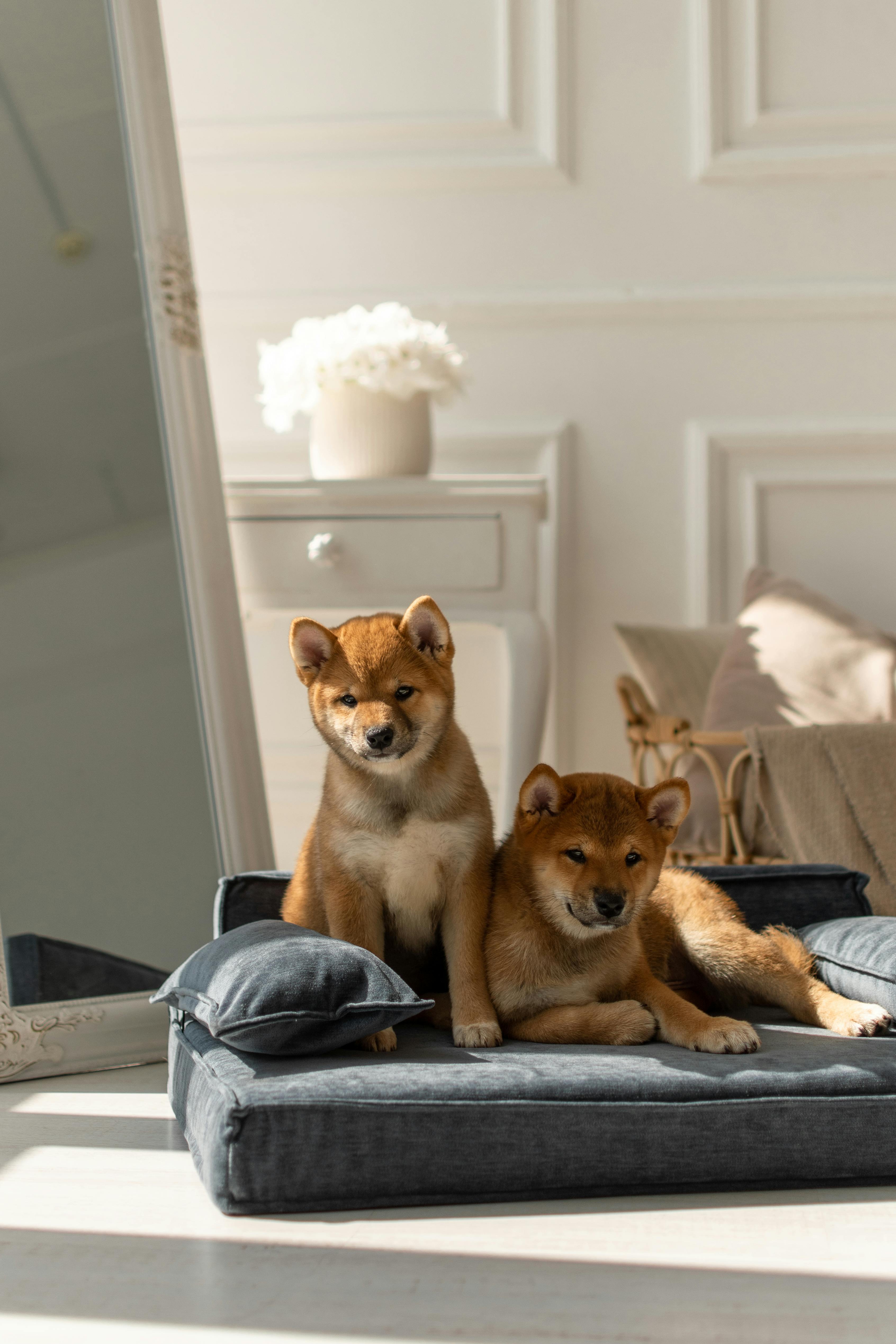 5 ideas para integrar la cama de tu perro con la decoración de tu casa