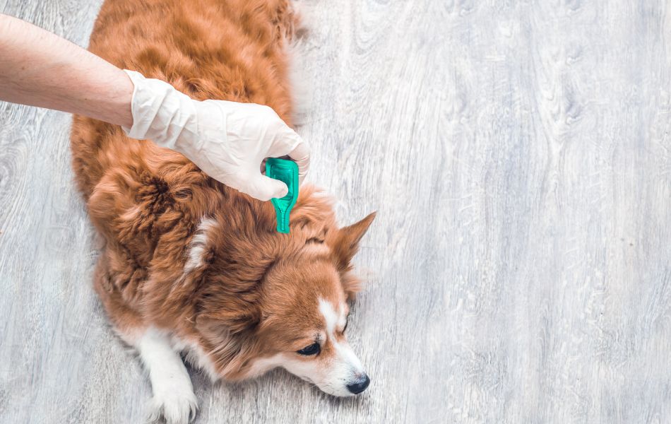 Cómo Prevenir y Tratar las Pulgas y Garrapatas