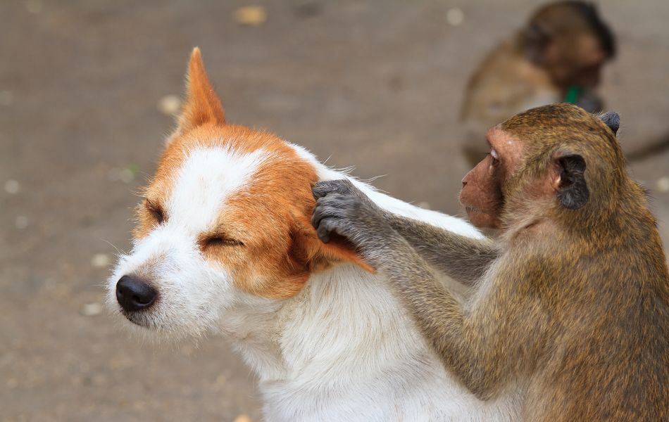 Cómo Prevenir las Pulgas y Garrapatas en Perros Durante el Verano