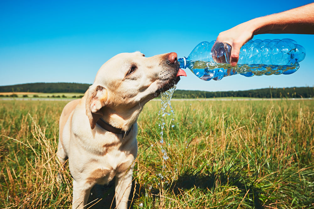 Golpe de calor en perros: lo que NADIE te dice (y cómo prevenirlo en casa)